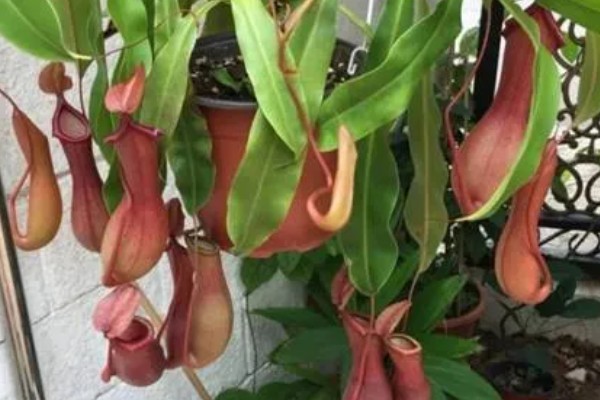 猪笼草吃不吃蚊子，可以捕捉到以植物汁液为生的雄蚊