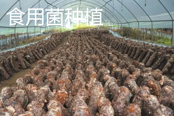 哪些项目可以快速致富，手工挂面加工的经济见效很快