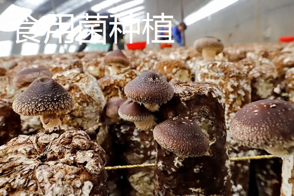 哪些项目可以快速致富，手工挂面加工的经济见效很快