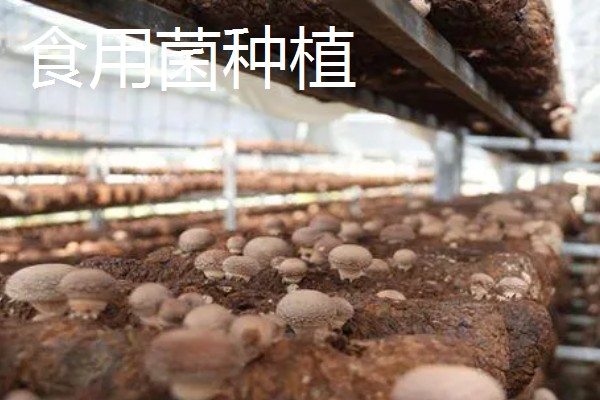 哪些项目可以快速致富，手工挂面加工的经济见效很快