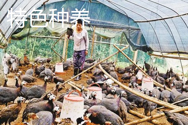 哪些项目可以快速致富，手工挂面加工的经济见效很快