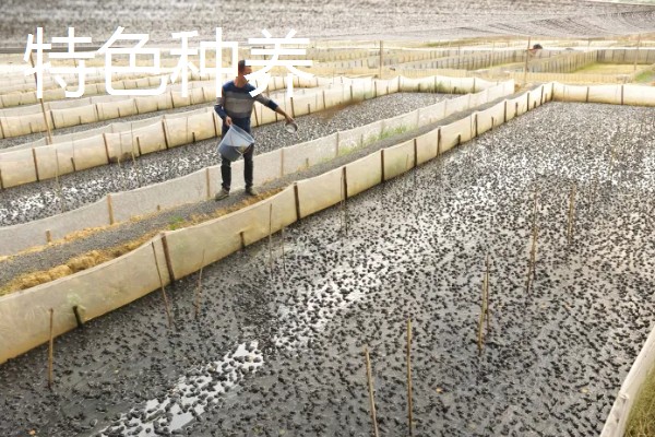 哪些项目可以快速致富，手工挂面加工的经济见效很快