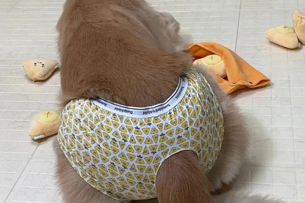 狗子来月经的注意事项，要注意给狗保暖