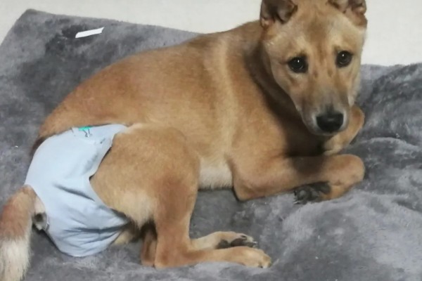 狗子来月经的注意事项，要注意给狗保暖