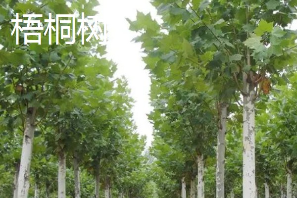 什么树冬季落叶夏季葱绿,有梧桐树、榆树等