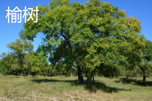 什么树冬季落叶夏季葱绿,有梧桐树、榆树等