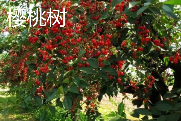 什么树冬季落叶夏季葱绿,有梧桐树、榆树等