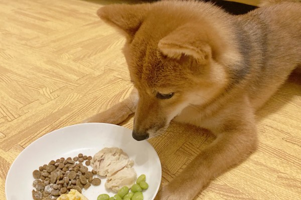 狗子来月经的注意事项，要注意给狗保暖