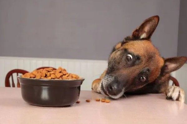 狗子来月经的注意事项，要注意给狗保暖