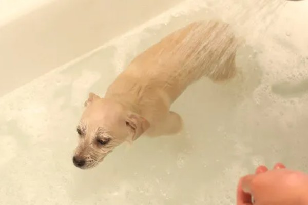 狗子来月经的注意事项，要注意给狗保暖