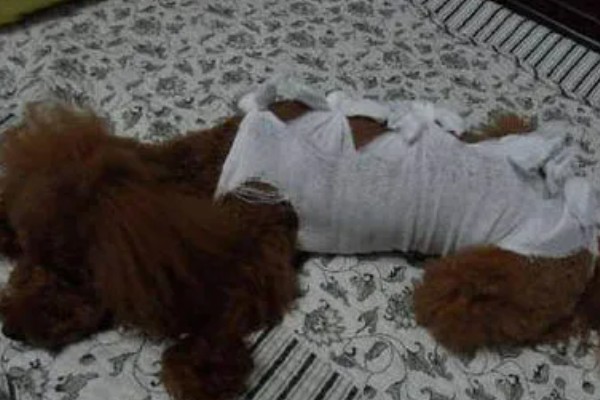 狗子来月经的注意事项，要注意给狗保暖