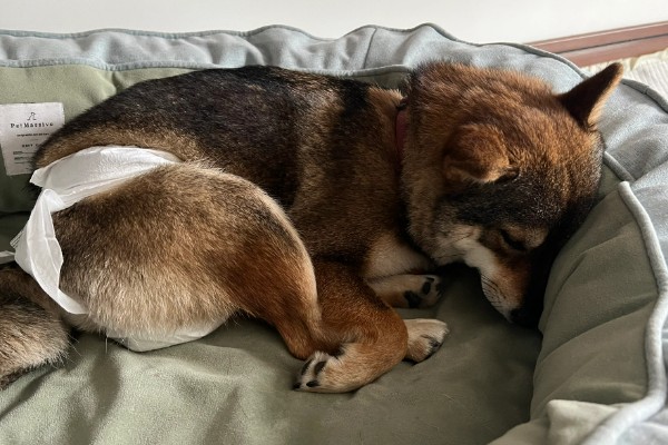 狗子来月经的注意事项，要注意给狗保暖