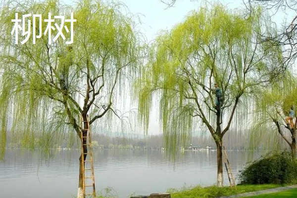 什么树冬季落叶夏季葱绿,有梧桐树、榆树等