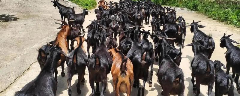 哪种羊长得快又好养，有黑山羊、小尾寒羊等