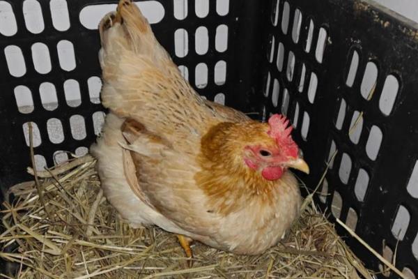 母鸡初次下蛋前有什么征兆，会不断低叫