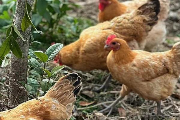 母鸡初次下蛋前有什么征兆，会不断低叫