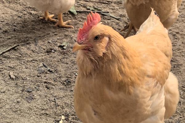 母鸡初次下蛋前有什么征兆，会不断低叫