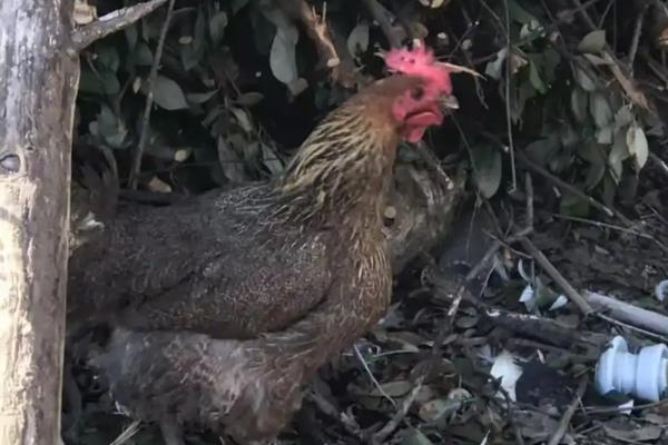 母鸡初次下蛋前有什么征兆，会不断低叫