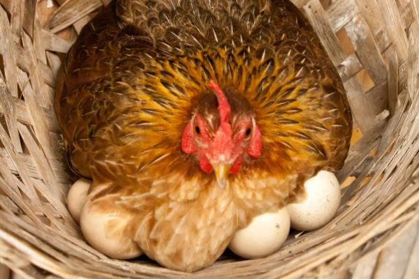 母鸡初次下蛋前有什么征兆，会不断低叫