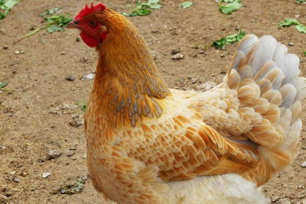 母鸡初次下蛋前有什么征兆，会不断低叫