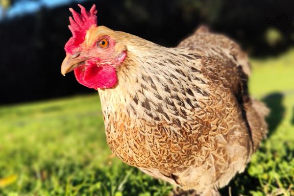 母鸡初次下蛋前有什么征兆，会不断低叫