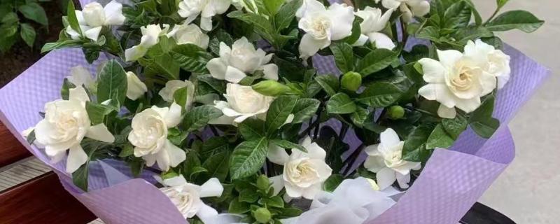毕业花束选哪种花，可以选择满天星、玫瑰等
