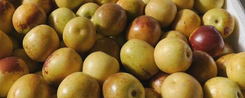 冬枣用冰箱能保存多久，保鲜时间为2-3周