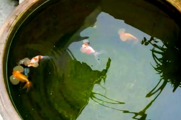 户外水缸的防冻方法,埋入土壤中可以保温