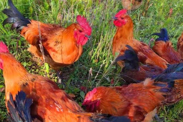 快速型肉鸡的养殖要点，把鸡舍温度保持在33-35℃