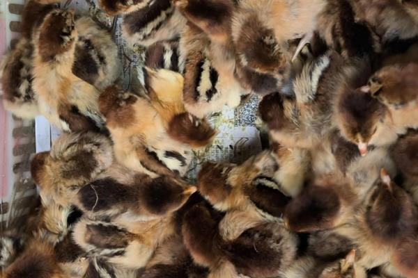 快速型肉鸡的养殖要点，把鸡舍温度保持在33-35℃