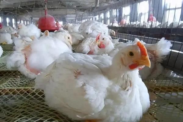 快速型肉鸡的养殖要点，把鸡舍温度保持在33-35℃