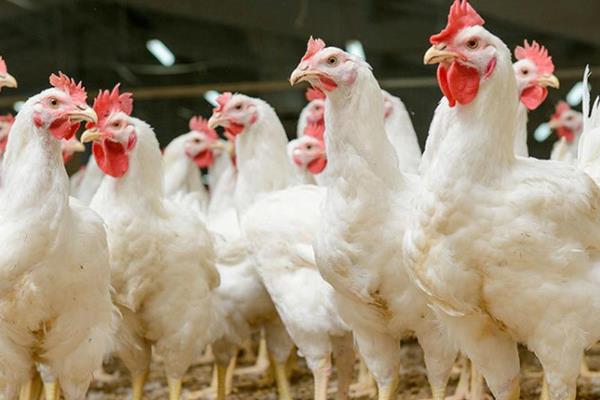 快速型肉鸡的养殖要点，把鸡舍温度保持在33-35℃