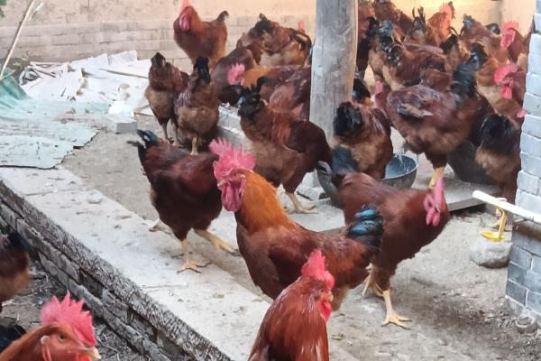 快速型肉鸡的养殖要点，把鸡舍温度保持在33-35℃