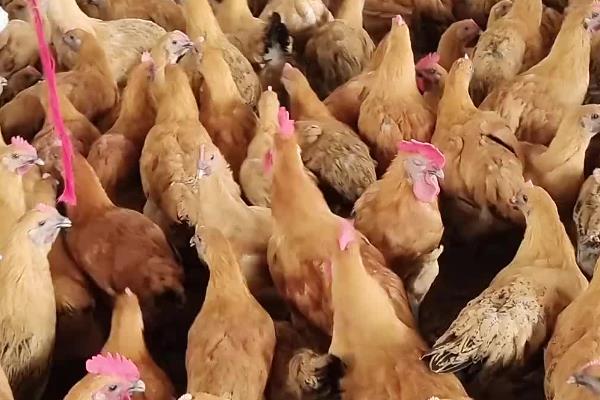 快速型肉鸡的养殖要点，把鸡舍温度保持在33-35℃