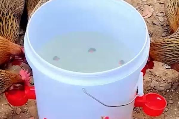 快速型肉鸡的养殖要点，把鸡舍温度保持在33-35℃