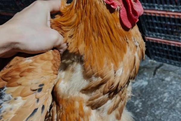 快速型肉鸡的养殖要点，把鸡舍温度保持在33-35℃