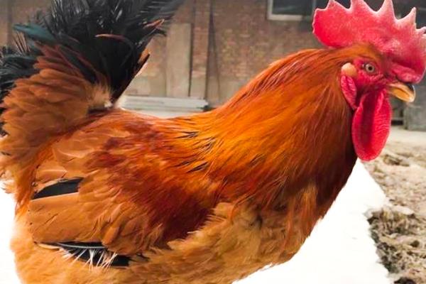 快速型肉鸡的养殖要点，把鸡舍温度保持在33-35℃