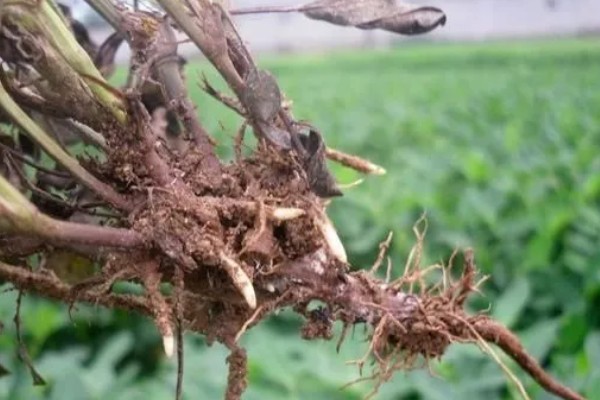 甲霜恶霉灵可以防治哪些病害，对水稻菌核病、花生根腐病等病害有防效