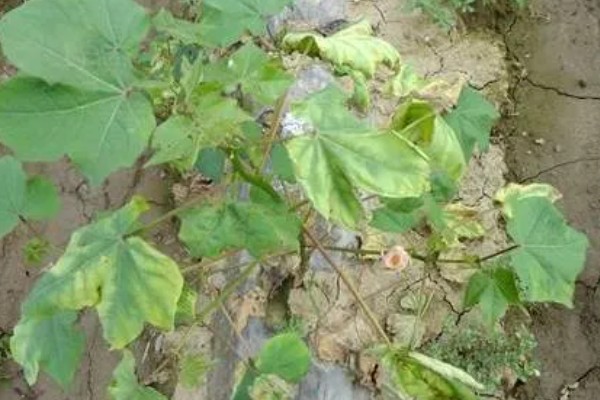 甲霜恶霉灵可以防治哪些病害，对水稻菌核病、花生根腐病等病害有防效