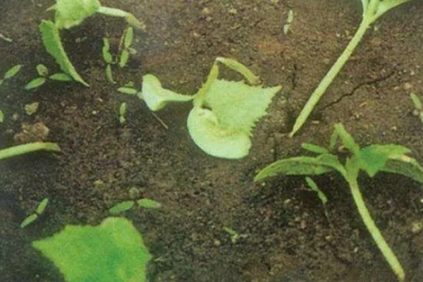 甲霜恶霉灵可以防治哪些病害，对水稻菌核病、花生根腐病等病害有防效