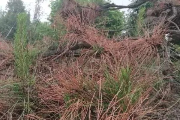 甲霜恶霉灵可以防治哪些病害，对水稻菌核病、花生根腐病等病害有防效