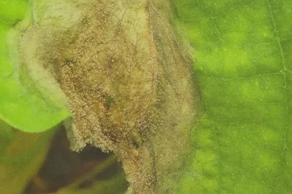 甲霜恶霉灵可以防治哪些病害，对水稻菌核病、花生根腐病等病害有防效