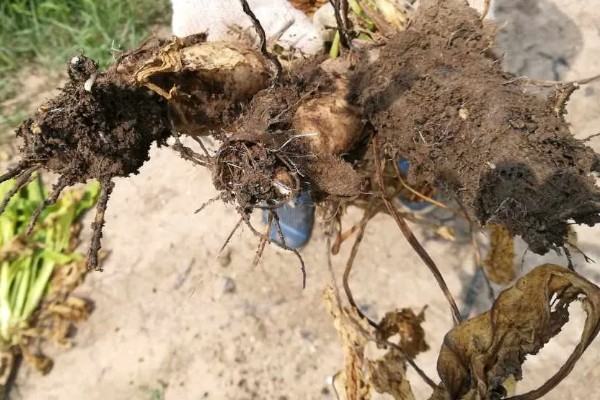 甲霜恶霉灵可以防治哪些病害，对水稻菌核病、花生根腐病等病害有防效