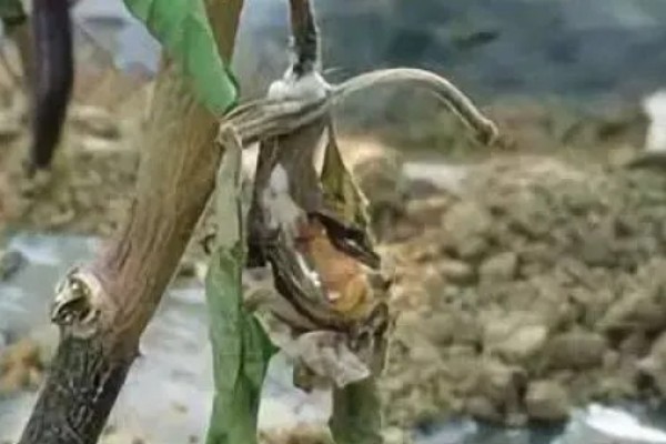 甲霜恶霉灵可以防治哪些病害，对水稻菌核病、花生根腐病等病害有防效