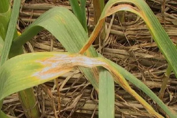 甲霜恶霉灵可以防治哪些病害，对水稻菌核病、花生根腐病等病害有防效