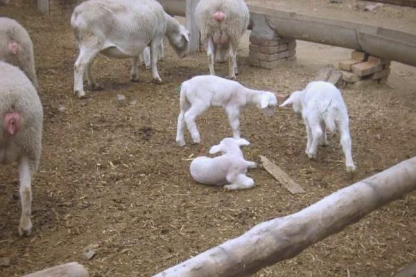 哪种羊长得快又好养，有黑山羊、小尾寒羊等