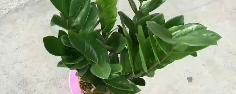 金钱树能水养吗，是可以水养的