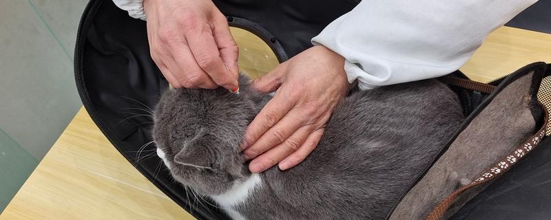 猫咪体外寄生虫有哪些，有跳蚤、虱子、螨虫等
