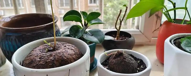 山乌龟如何种植，需要使用较深的盆养