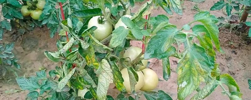 蔬菜为什么会发生病虫害，主要是环境不适、管理粗放、病原体入侵等因素所致